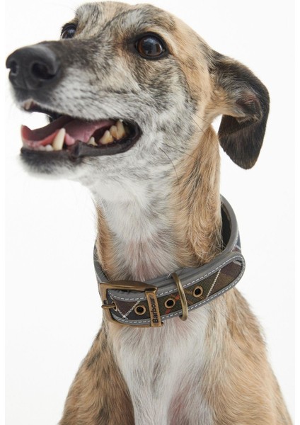 Comfort Lurcher Köpek Tasması TN11 Classic Tartan modelleri