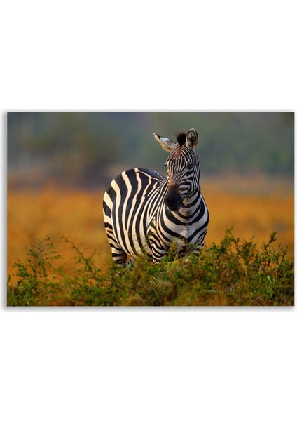 Zebra Tablosu - ANL124