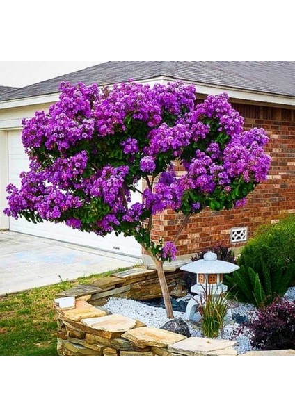 Mor Çiçekli Oya Ağacı Çiçeği Fidesi (1 Adet)