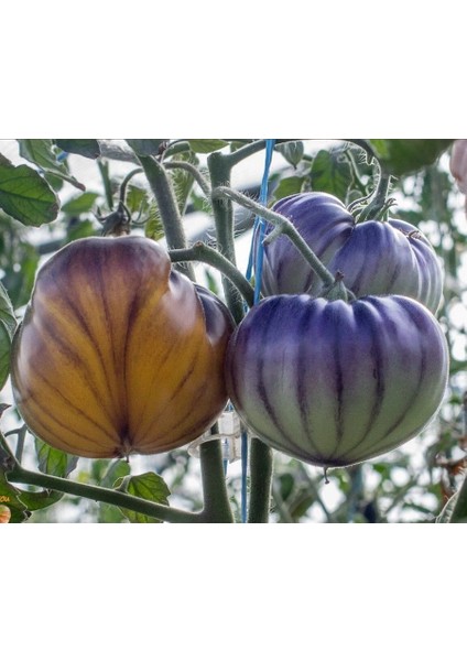 Nadir Çizgili Volvarina Domates Tohumu (15 Tohum) fiyatları