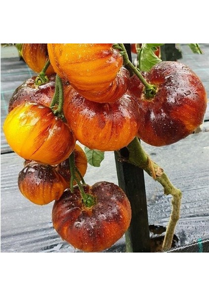 Iri Etli Meyveli Wolverine Domates Tohumu (15 Tohum) fiyatları