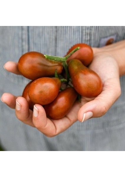 Çikolata Ampül Domatesi Chocolate Pear Domates Tohumu (15 Tohum)