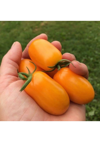 Basık Etli Nova Grape Domates Tohumu (15 Tohum)