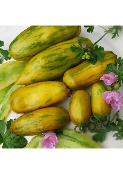 Longe Aermer Domates Tohumu (15 Tohum)