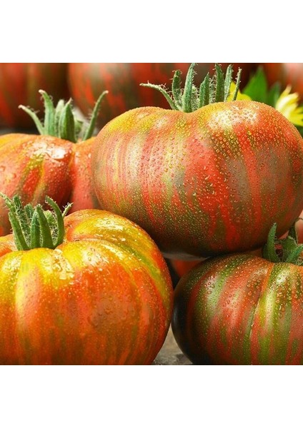 Çizgili Berkeley Tie Dye Domates Tohumu (15 Tohum)