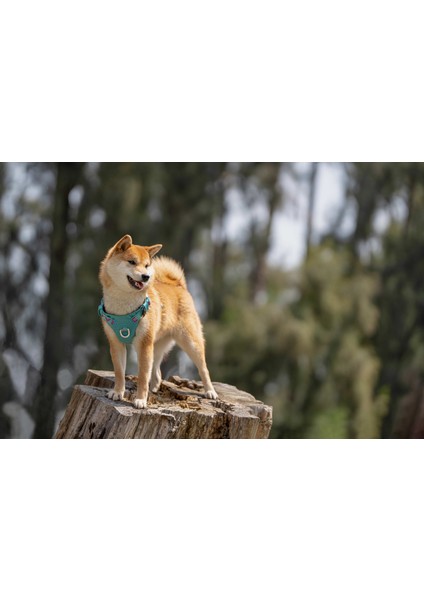 Cordura Kumaşlı Suya Dayanıklı Mavi Göğüs Tasması modelleri