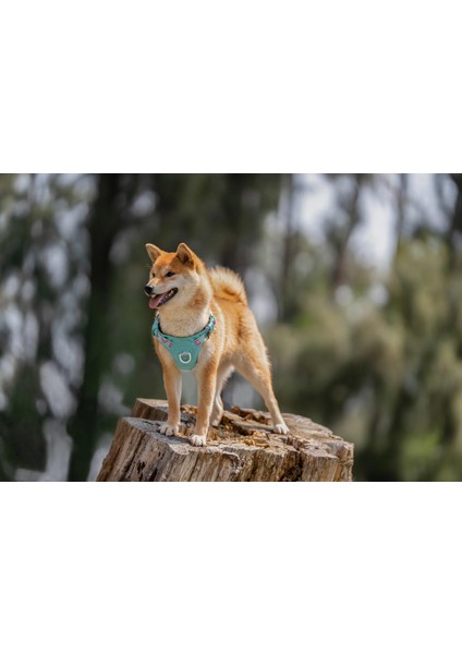 Cordura Kumaşlı Suya Dayanıklı Mavi Göğüs Tasması indirimleri