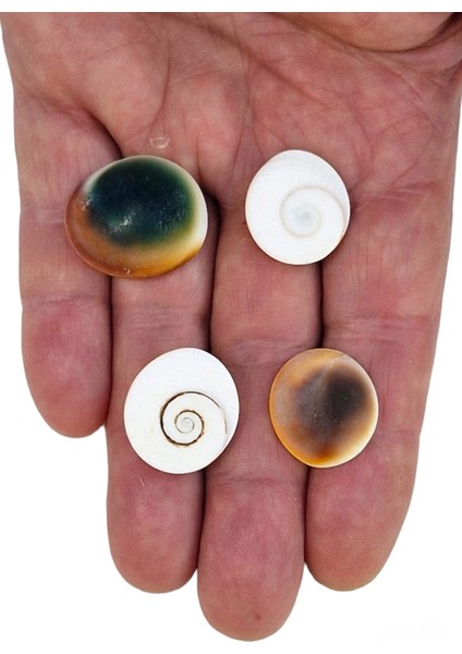 4 Adet Doğal Yılancık Taşı Operculum 435Y