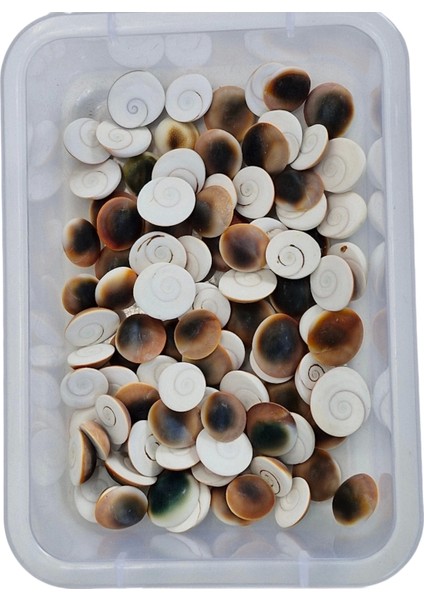 4 Adet Doğal Yılancık Taşı Operculum 435Y fiyatları