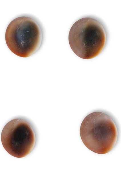 4 Adet Doğal Yılancık Taşı Operculum 435Y modelleri