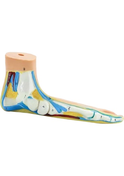 ile Ştırma Çalışması Eğ Düztabanlık (Yurt Dışından) fiyatları