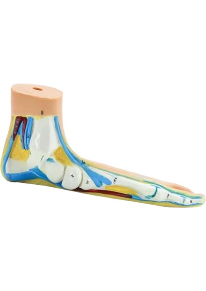 ile Ştırma Çalışması Eğ Düztabanlık (Yurt Dışından) modelleri