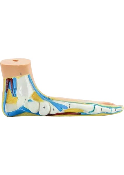 ile Ştırma Çalışması Eğ Düztabanlık (Yurt Dışından) indirimleri