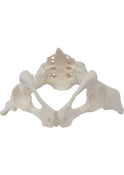 Kadın Pelvis Ebe Için Eğ Ekipmanı (Yurt Dışından)