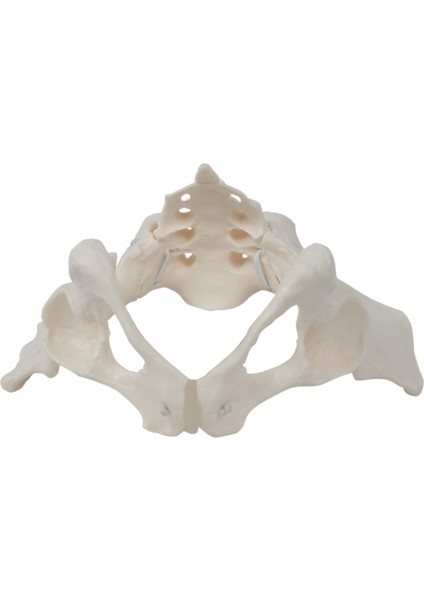 Kadın Pelvis Ebe Için Eğ Ekipmanı (Yurt Dışından) modelleri