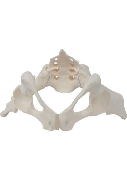 Kadın Pelvis Ebe Için Eğ Ekipmanı (Yurt Dışından) fırsatları