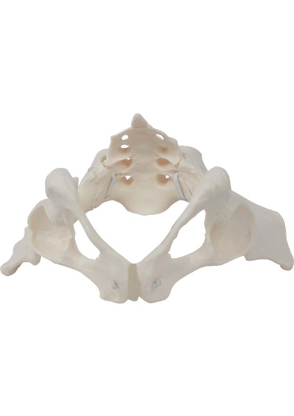 Kadın Pelvis Ebe Için Eğ Ekipmanı (Yurt Dışından) indirimleri