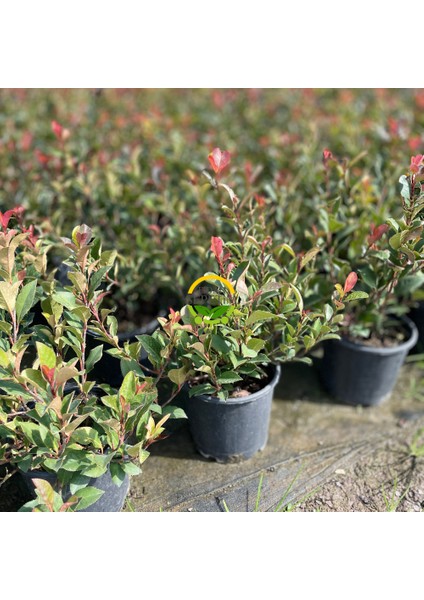 Bodur Alev Çalısı Fidanı (Photinia Fraseri Nana ‘red Robin’)