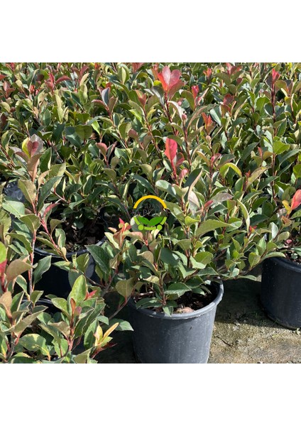 Bodur Alev Çalısı Fidanı (Photinia Fraseri Nana ‘red Robin’)