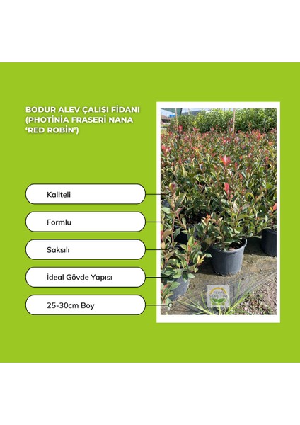 Bodur Alev Çalısı Fidanı (Photinia Fraseri Nana ‘red Robin’)