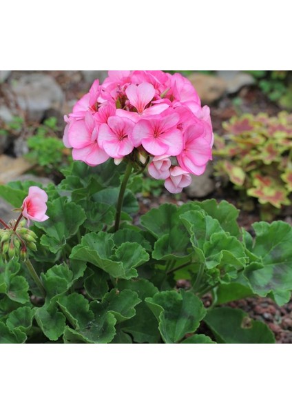 Sardunya Çiçeği Fuşya - Pelargonium Potted Colorama Saksılı