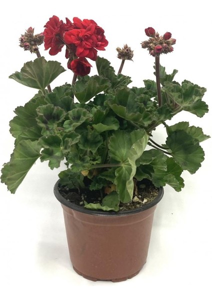 Kırmızı Açan Sardunya Çiçeği Pelargonium Grandiflorum