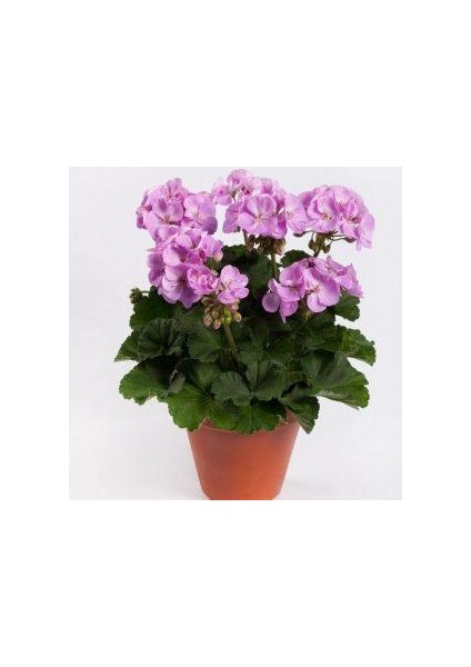 Lila Sardunya Çiçeği 10-20 cm Potted Lilac Geranium Flower