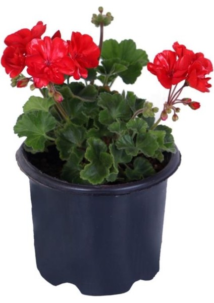 Sardunya Çiçeği Saksı'da Pelargonium Kırmızı Renk 10-20 cm