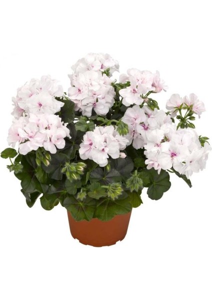 Beyaz Sardunya Fidesi Geranium Maverick White