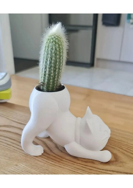 Kedi Kaktüs Saksı (Çiçeksiz Gönderilecektir) 20 cm