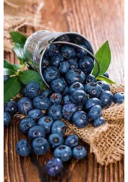 Saksılı Yaban Mersini Fidanı (Vaccinium Corymbosum) - 3 Yaşında Meyve Vermeye Hazır modelleri
