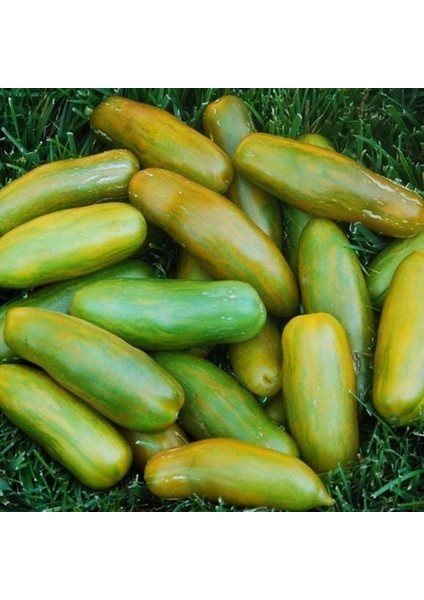 Basık Çizgili Lange Aermer Yeşil Domates Tohumu (15 Tohum)