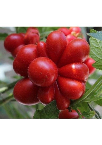 Nadir Woyage Mısır Patlağı Domates Tohumu (15 Tohum)