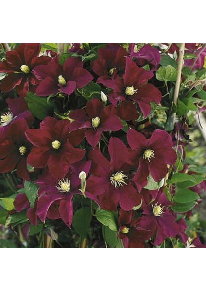 İthal Grandiflora Warszawska Yoğun Çiçekli Clematis Orman Asması Çiçeği Fidanı (5-10 Cm)