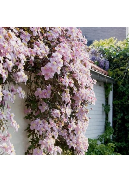 İthal Grandiflora Montana Yoğun Çiçekli Clematis Orman Asması Çiçeği Fidanı (5-10 Cm)