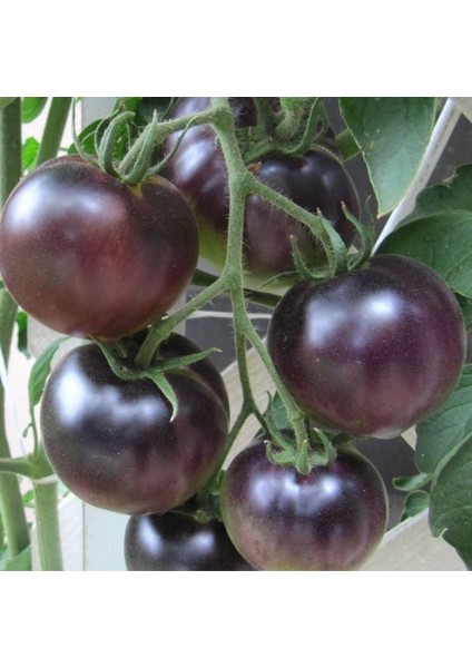 Nadir Black Cherry Siyah Domates Tohumu (15 Tohum)