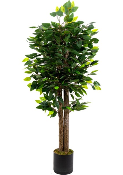 120 cm Benjamin Ağacı