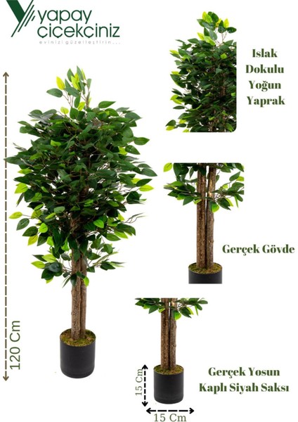 120 cm Benjamin Ağacı