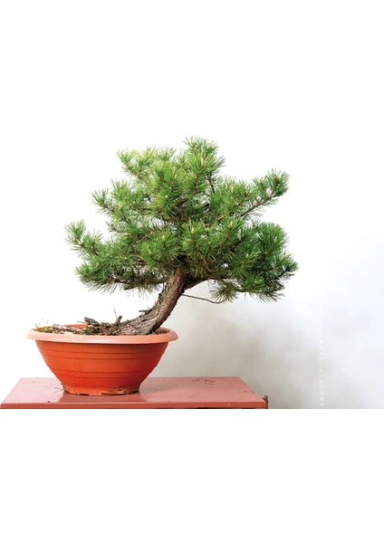 5 Adet - Karaçam Ağacı Tohumu Bonsai Ağacı Tohumu - Pinus Nigra