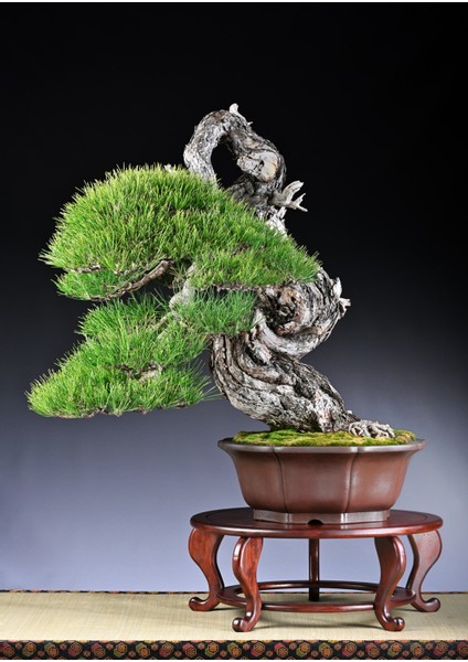 5 Adet - Karaçam Ağacı Tohumu Bonsai Ağacı Tohumu - Pinus Nigra