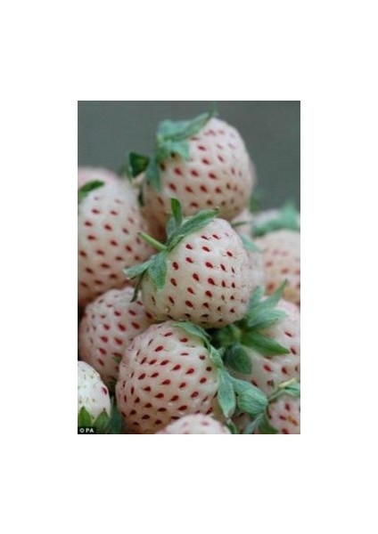 Açık Pembe Çilek Fidanı (Fragaria Sylvestris Alba) 1-2 Yaşında Saksılı ve Meyve Vermeye Hazır
