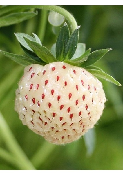 Açık Pembe Çilek Fidanı (Fragaria Sylvestris Alba) 1-2 Yaşında Saksılı ve Meyve Vermeye Hazır