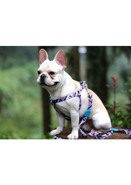 Köpek Göğüs Tasması Hi Dream Alicante modelleri