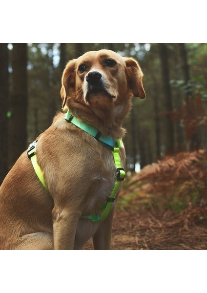 Köpek Göğüs Tasması Inke