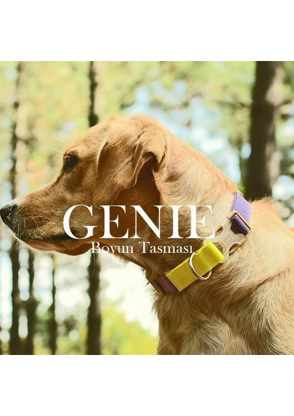 Köpek Boyun Tasması Genie