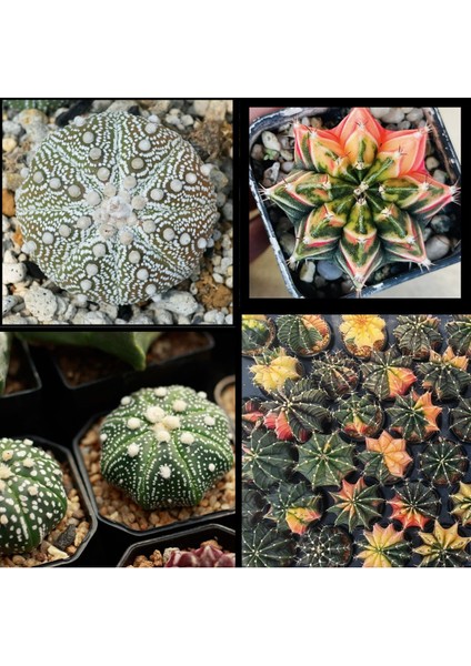 100 Adet  Karışık Kaktüs Tohumu (Gymnocalycium Gymno ve Astrophytum Astro )