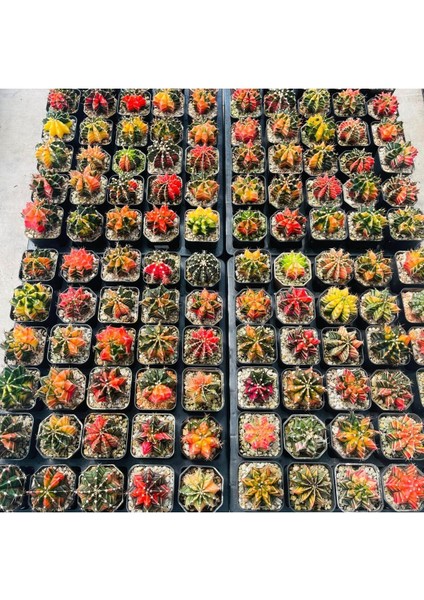 100 Adet  Karışık Kaktüs Tohumu (Gymnocalycium Gymno ve Astrophytum Astro )