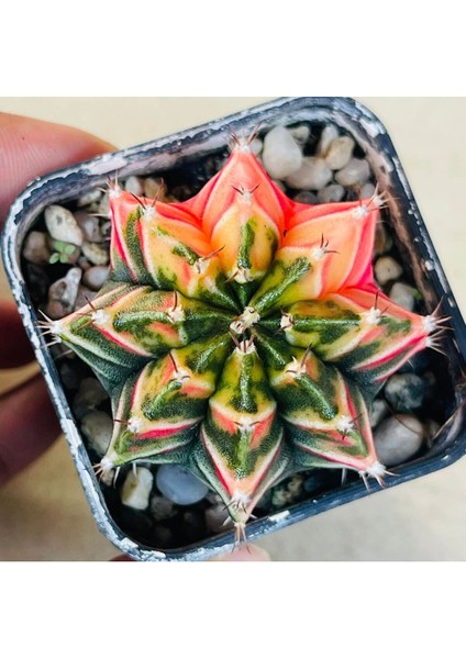 100 Adet  Karışık Kaktüs Tohumu (Gymnocalycium Gymno ve Astrophytum Astro )