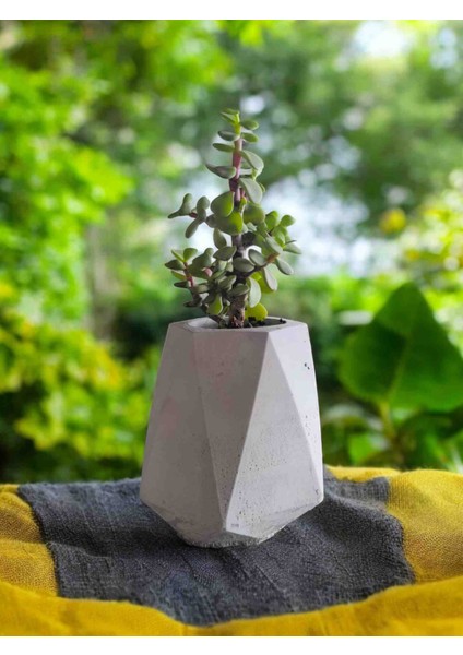 Mini Bonsai Para Ağacı Dekoratif Taş Saksıda modelleri