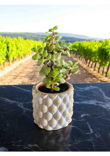 Mini Bonsai Para Ağacı Dekoratif Mini Taşsaksıda